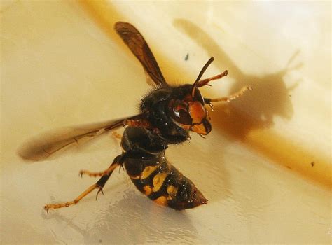 Asian Hornet Has Arrived In Britain Government Confirms And Could