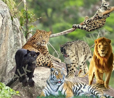 species  cat family    indian subcontinent