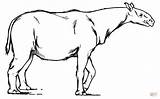 Coloring Paraceratherium Prehistoric Rhinoceros Pages Extinct Mammals Mammal Printable Animals Template Rhino Supercoloring sketch template