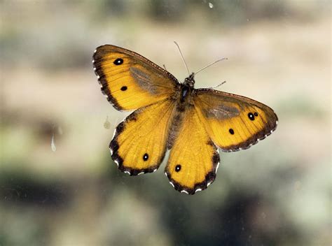 Great Arctic Butterfly Photograph By Buddy Mays Pixels