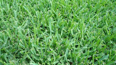 identify austin grass types