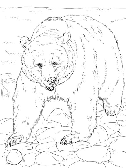 realistic grizzly bear coloring page  printable coloring pages