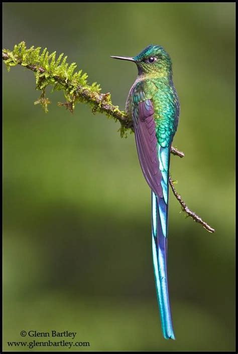 long tailed sylph aglaiocercus kingi hummingbird pictures bird