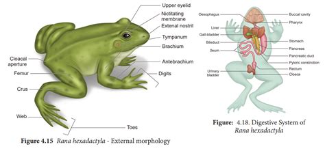 Diagram Reproductive System Of Frog Diagramaica