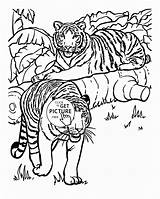 Coloring Pages Tiger Realistic Animal Animals Printable Tigers Color Kids Adults Cool Getdrawings Clip Popular Print Drawing Library Getcolorings sketch template