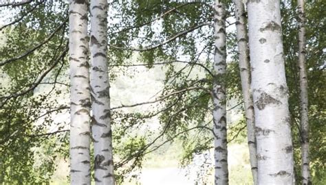 smooth bark trees  types    identify