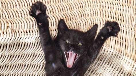d où viennent les superstitions liées aux chats noirs la croisée