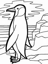 Coloring Penguin Emperor Pages Cute Penguins Designlooter Popular Colouring Coloringhome 15kb 760px sketch template