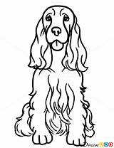 Spaniel Cocker Draw Springer English Dogs Dog Coloring Pages Drawing Puppies Kids Drawings Perro Printable Cartoon Drawdoo American Spaniels Sketch sketch template