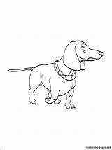 Dachshund Coloring Pages Printable Drawing Getdrawings Dog Getcolorings sketch template