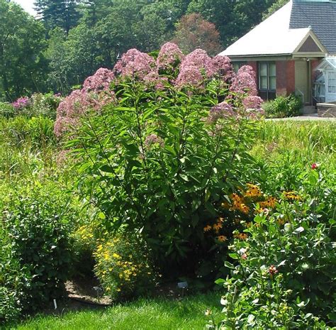 joe pye weed plant care  collection  varieties gardenorg