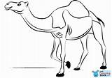 Colorear Camello Dromedario Camellos Dromedary Kolorowanka Rysunek Kameel Camels Kleurplaat Supercoloring Wielbłąd Unicornios Coloringpagebase Disegnare Obraz Navidad Kolorowanki sketch template