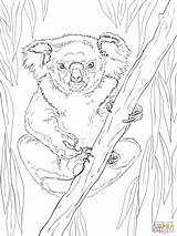 Koala Coloring Pages Friendly Drawing Female Line Koalas Tree Kids Printable Climbing Dot Colorings Eucalyptus sketch template