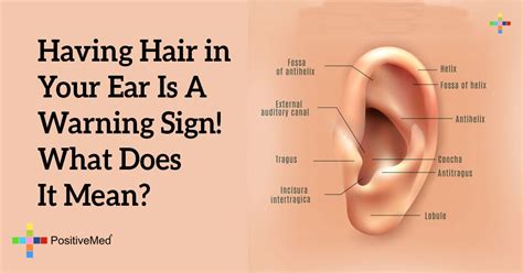 hair   ear   warning sign