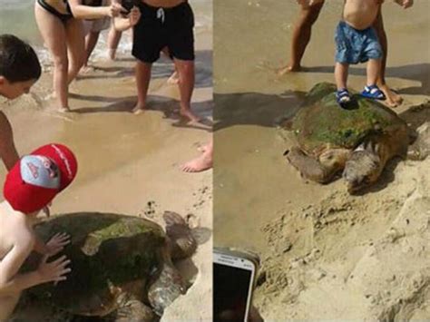 Sea Turtle Beaten And Left For Dead On Beach By People
