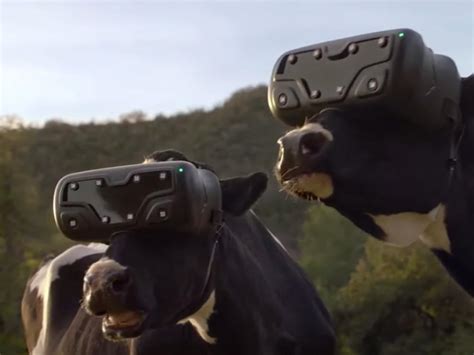 Farmers Are Putting Vr Headsets On Cows To Make Better Milk The