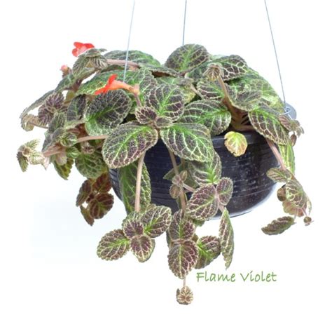 flame african violet  flame violet toxic  cats
