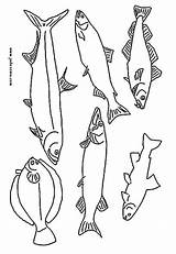 Trout Coloring Color Pages Fishes Hellokids Tiny Fish Print sketch template