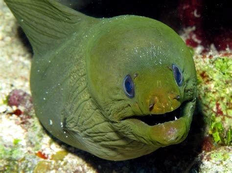 moray eels scuba diving costa rica