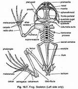 Frog Diagram Endoskeleton Skeleton Zoology Indian Skull Transverse Cranium Chordata Cavity Front sketch template