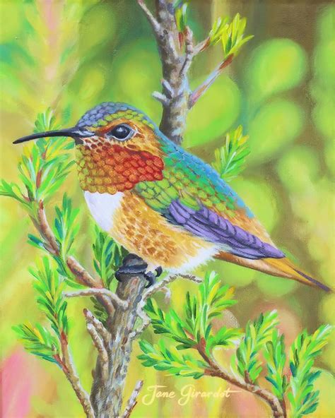 male hummingbird colors annas hummingbird hummingbird colors