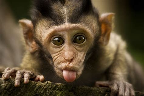 monkey cute hd desktop wallpapers  hd