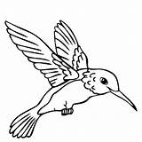 Hummingbird Coloring Pages Drawing Bird sketch template