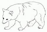 Beruang Mewarnai Bestcoloringpagesforkids sketch template