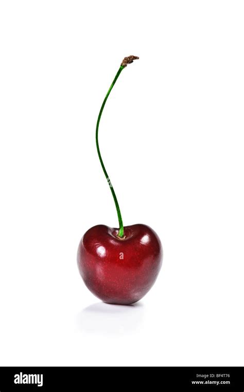 single sweet cherry isolated  white stock photo alamy