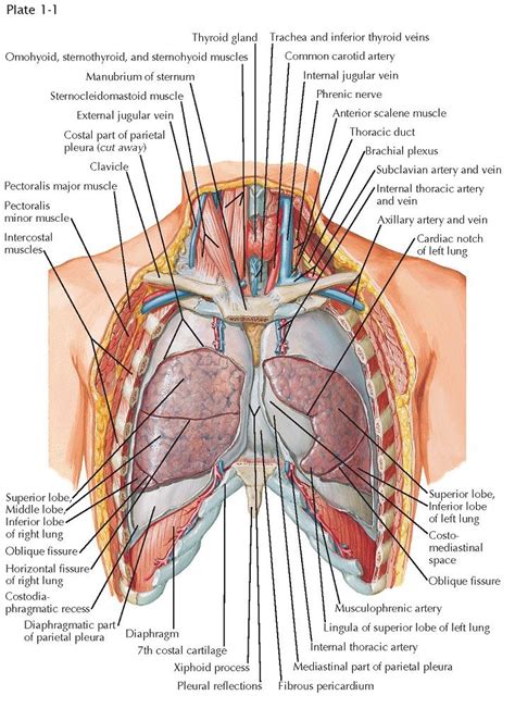 anatomy   thorax explore  human bodys upper part