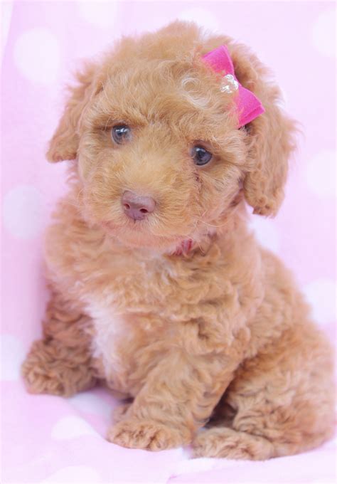 dachshund poodle mix puppies picture