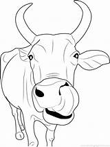 Coloring Pages Cow Cartoon Color Printable Cows Inspiring Getcolorings sketch template