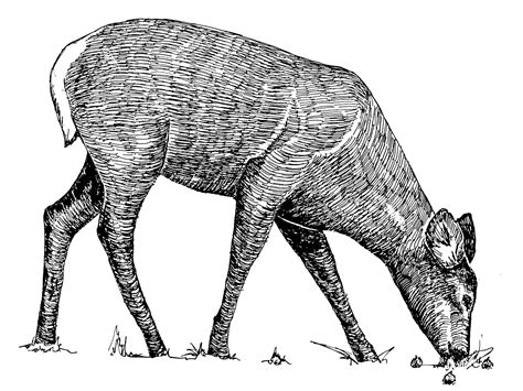 fileanimal  art drawingjpg wikimedia commons