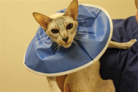 Feline anal glands expressed