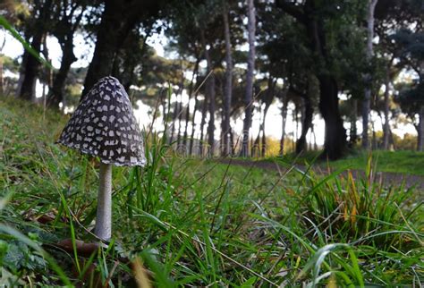 mushroom   park stock photo image  seasons background