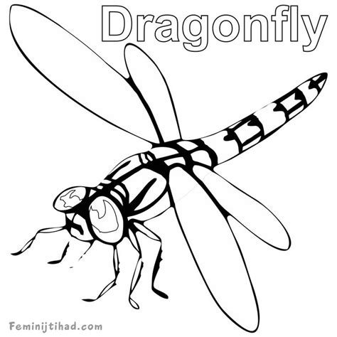 printable dragonfly coloring pages   coloring sheets