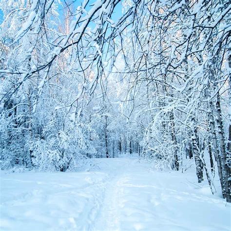 snow covered forest winter landscape photography backdrop   shopbackdrop