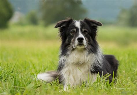 border collie kelpie mix hubpages