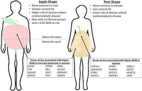 sex differences in genomic drivers of adipose distribution