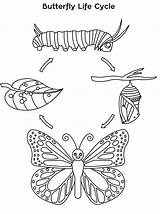 Cycle Butterfly Coloring Life Pages Drawing Bee Sheet Colouring Printable Para Cycles Animal Niños Colorear Sheets Kindergarten Stages Kids Meeting sketch template