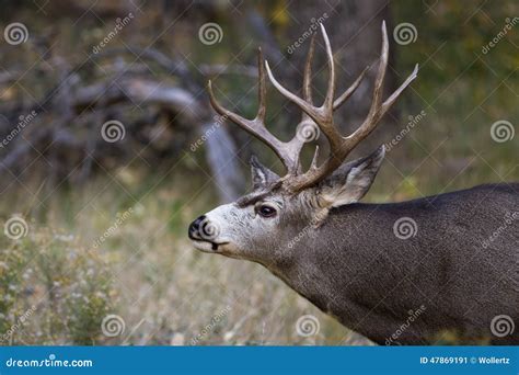 adult male mule deer stock image image  mule brown