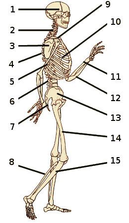 anatomy quiz bones   skeleton side view quiz
