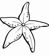 Starfish Colouring Zeester Coloringfolder sketch template