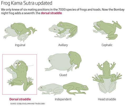 Doing It Froggy Style Kermit Sutra’s Seventh Position