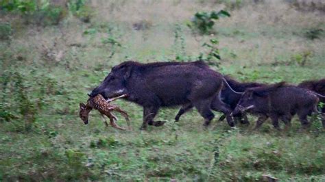 deer hunters face unwanted competition  feral hog explosion thins