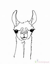 Llama Clip Kolorowanki Alpaca Llamas Dzieci Alpakas Coloringtop Mammals Wydruku sketch template