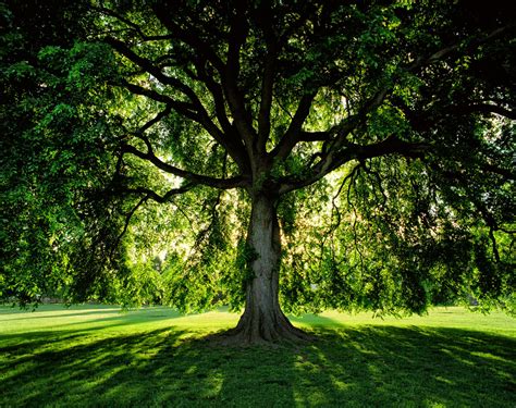 american elm   common north american trees