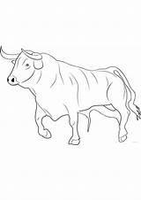 Bull sketch template