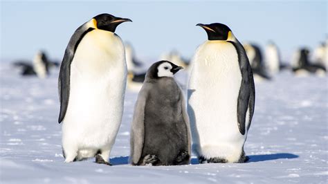 emperor penguins antarctica wallpapers driverlayer search engine