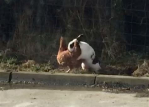 farmers wonder if randy rabbit caught on camera humping hens in